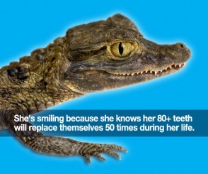 Could Alligators Hold The Secret To Human Tooth Regeneration?