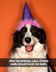 Brushing Your Dog’s Teeth And Some Animal Teeth Trivia!