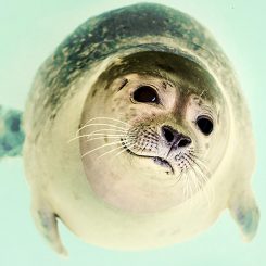 The Coolest Teeth In The Animal Kingdom