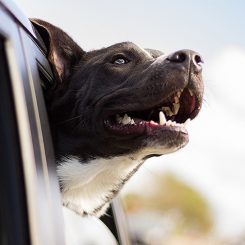 Your Pet’s Dental Health