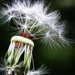 Seasonal Allergies And Your Oral Health