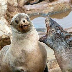 The Battle Against Bad Breath