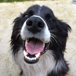 Taking Care Of Your Pet’s Teeth