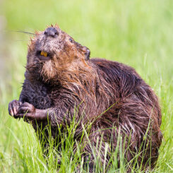 Strange and Fascinating Animal Teeth