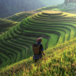 Dental Health in Ancient Cultures